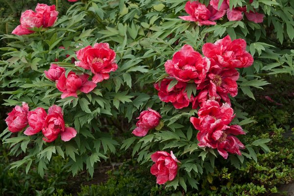 Top 5 abris de piscine pour sublimer votre jardin