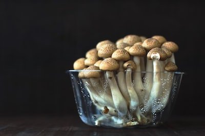Culture de champignon : à la découverte des growkits