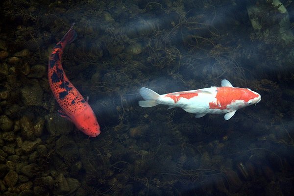 Une oasis japonaise dans votre jardin avec un bassin de carpes Koi