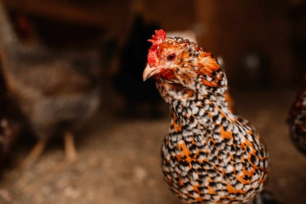 Les fleurs comestibles à cultiver dans votre jardin