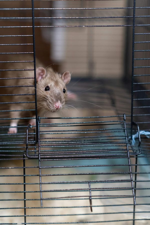 Dératisation dans la Drôme : quelles sont les méthodes les plus efficaces ?