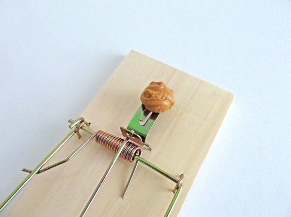 Dératisation à Cavaillon : pourquoi faire appel à un professionnel ?